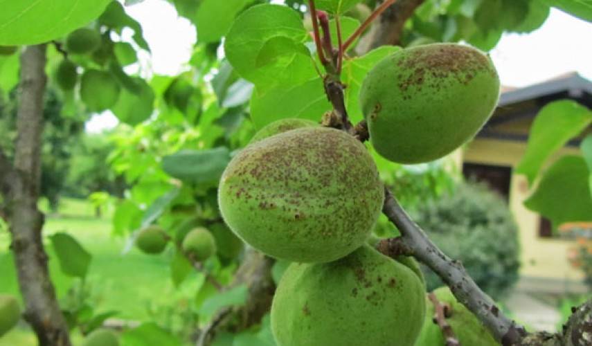 Чем обработать абрикос от вредителей и болезней