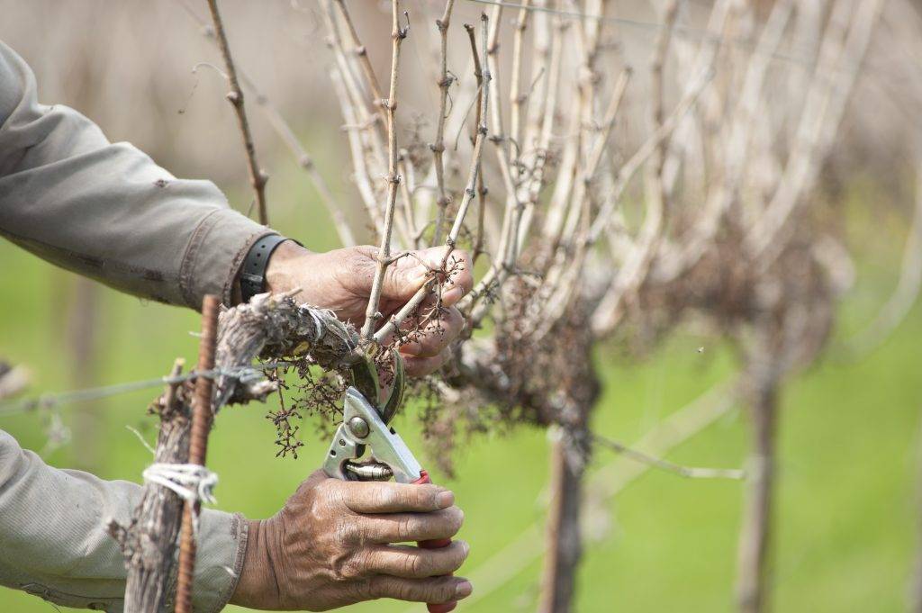 Когда и как сажать виноград осенью и весной