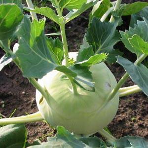 Капуста кольраби - выращивание и уход, секреты хорошего урожая