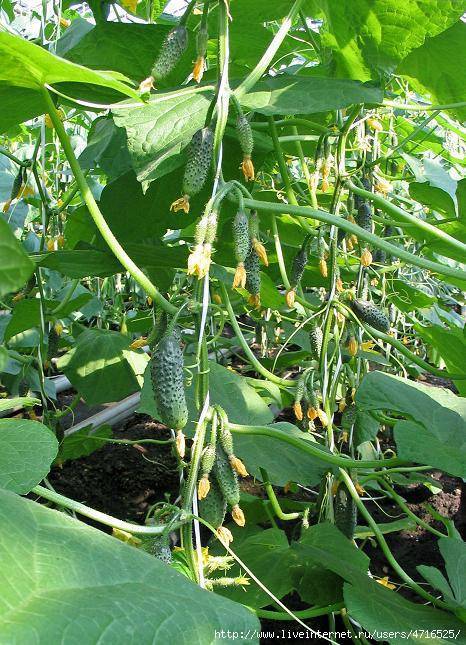Выращивание огурцов шоша f1, описание сорта и отзывы садоводов