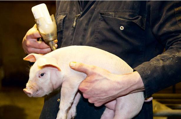 Что такое рожа у свиней: симптомы и лечение болезни