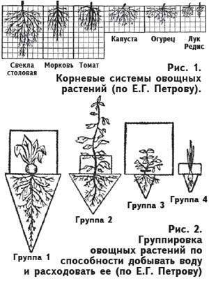 Особенности строения корневой системы томата
