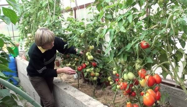 Как часто нужно поливать рассаду помидоров