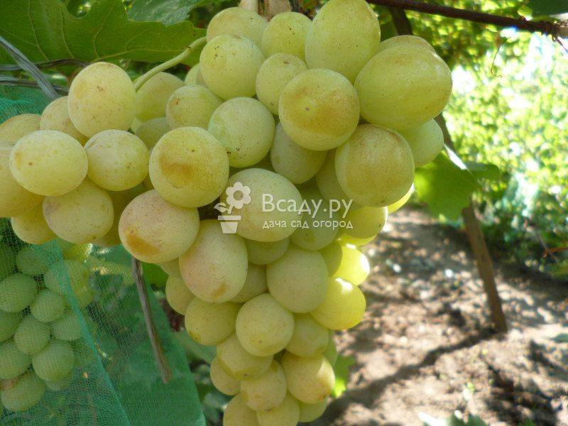 Описание сортов винограда Кеша, сравнение характеристик Кеша 1 и Кеша 2, особенности