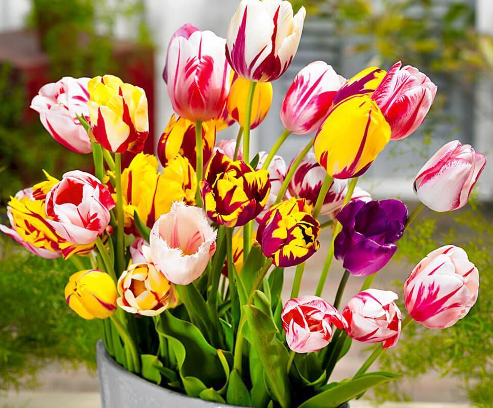 Садовая классификация растения тюльпан: группы с фото и названиями, виды и сорта тюльпанов