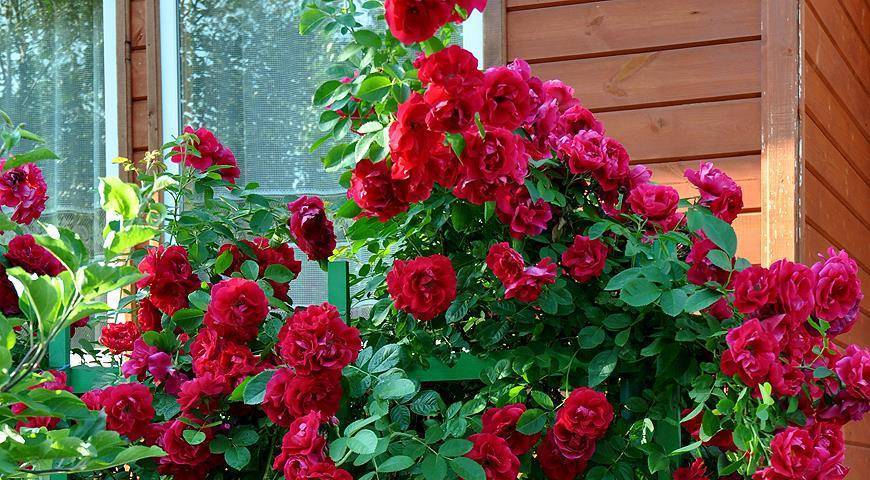 Об уходе и выращивании плетистой розы: как быстро растет, чем укрывать на зиму