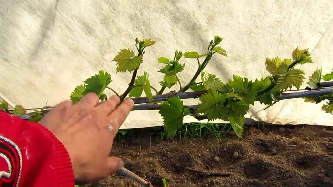 Зачем нужна обрезка винограда летом и как её делают?