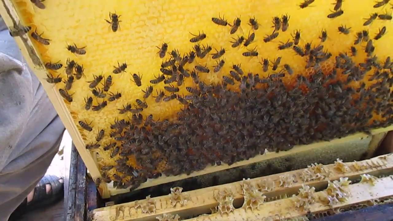 О работах на пасеке в августе: в Подмосковье, пчелы в сентябре месяце, в лежаках