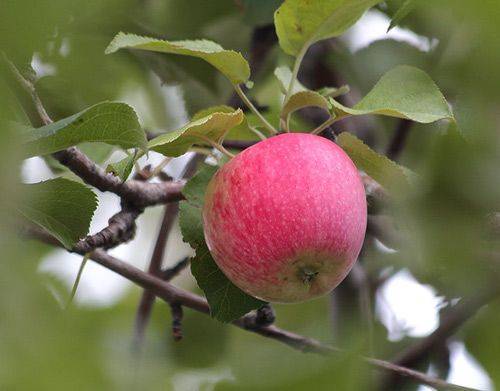 Ботаническое описание и агротехника выращивание яблони сорта башкирский красавец