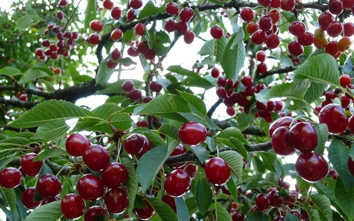 Особенности сорта вишни кармин джуэл