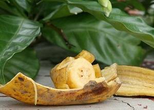 Банановая кожура как удобрение - способы использования