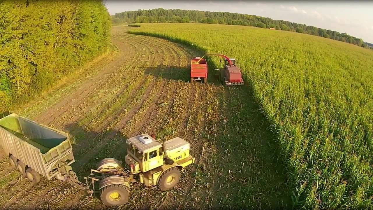 Правильная технология посева и возделывания кукурузы