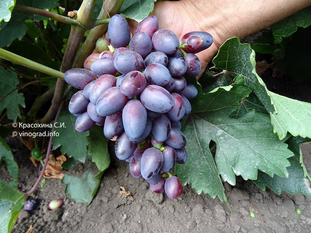 Агротехника винограда красотка