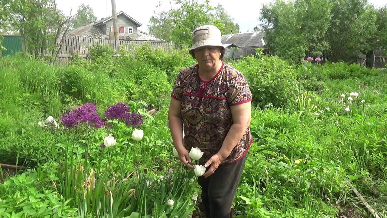 Тюльпаны: уход после цветения. когда выкапывать луковицы тюльпанов?