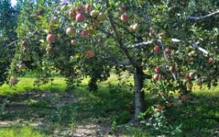 Яблоки спартан — посадка и уход