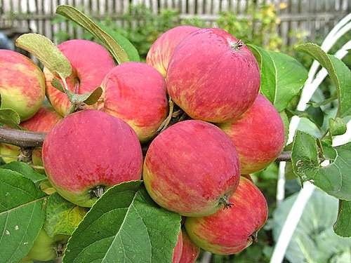 Как правильно обеспечить уход за яблоней – пошаговая инструкция