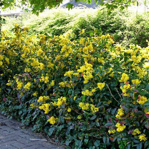 Магония падуболистная (mahonia aquifolium): фото, посадка и уход