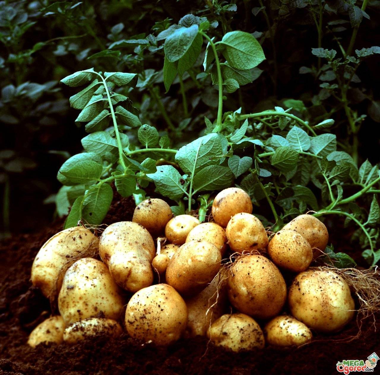 Как сажать картофель, полив, проращивание, способы посадки