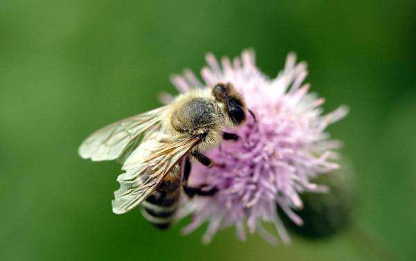 Способы размножения пчел: естественным и искусственным путем