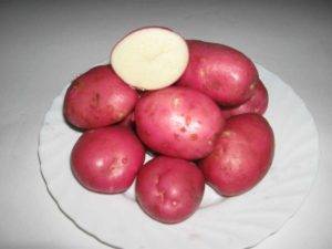 Цветной картофель – ценность овоща и лучшие сорта