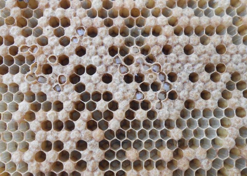 Все о личинках пчел, от развития до приготовление настоек ни их основе