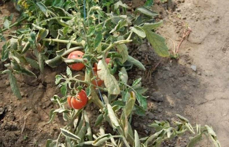 Причины и признаки вертициллезного увядания томатов. все способы лечения растений