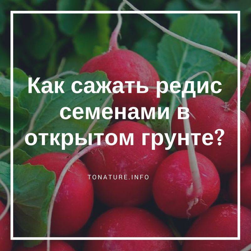 Когда и как сажать морковь весной 2019 в открытый грунт семенами в каждом регионе россии, культуры-предшественники с которыми посадка моркови будет урожайней
