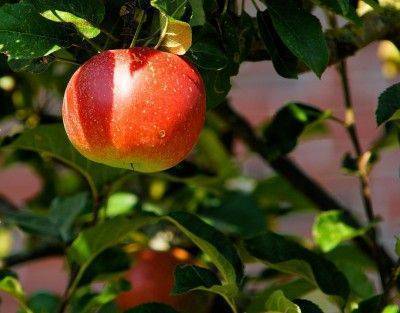 Что можно сажать рядом с яблоней в саду — совместимость с другими культурами