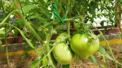 Надо ли окучивать помидоры в теплице и в открытом грунте, как правильно это делать