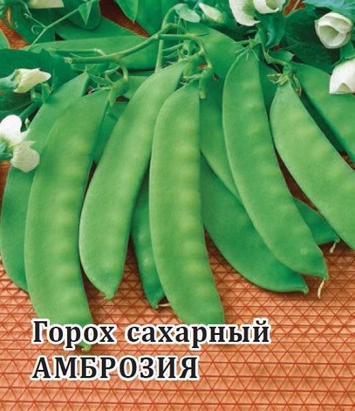 Как вырастить бобы в открытом грунте: выбор сорта, особенности посадки и ухода