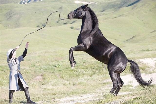 Кабардинская лошадь – воплощение любви черкесов