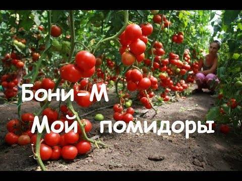 Томат бенито: отзывы, фото, урожайность, описание и характеристика | tomatland.ru