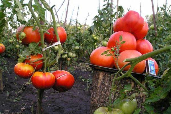Раннеспелые сорта томатов: алфавитный перечень помидор с рекомендациями по выращиванию в открытом грунте и теплицам