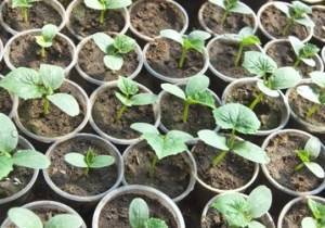 Выращивание рассады огурцов в домашних условиях и на огороде: как и чем подкормить