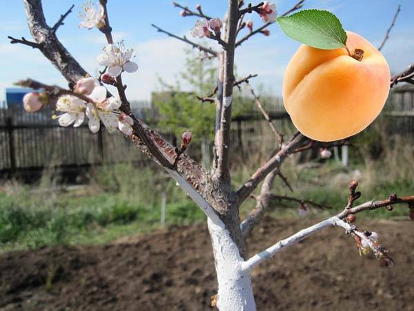 Весенняя подкормка абрикоса — залог больших урожаев!