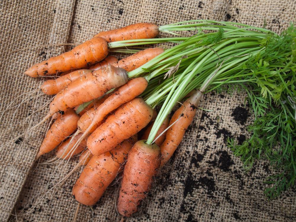 Как посадить морковь на семена: как самостоятельно вырастить корнеплоды, чтобы получить свой посевной материал, также как собрать хорошие семечки и когда это делать?