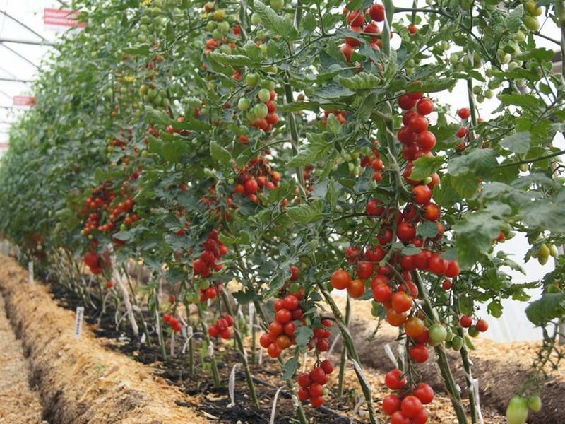 Как выращивать помидоры под укрывным материалом