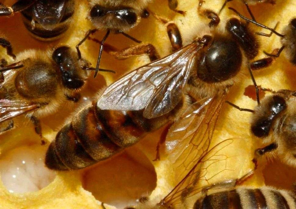 Описание породы пчел бакфаст, почему они востребованы у пчеловодов?