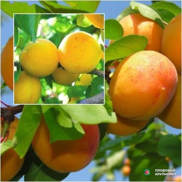 Выращивание сливы сорта персиковая