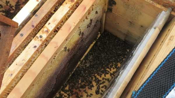 Расширение гнезд - начинающему пчеловоду