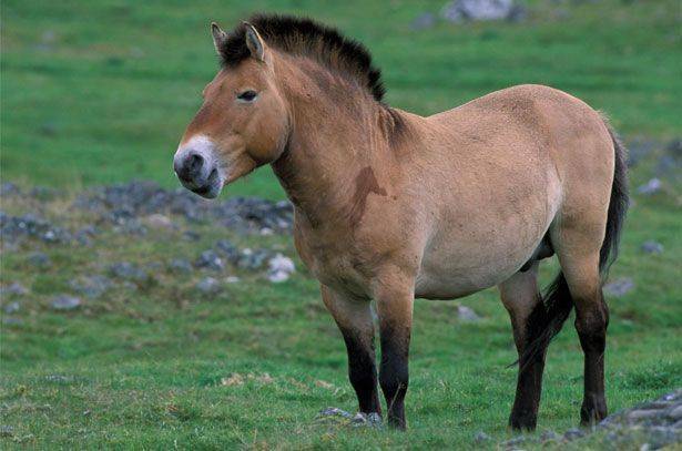 Все о лошади пржевальского: почему так называется конь, интересные факты, описание