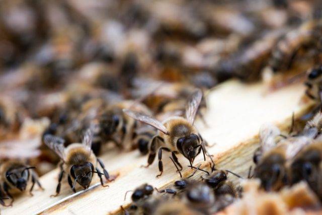 Применение препарата лозеваль для пчел