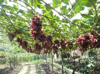 Виноград кишмиш лучистый: описание и особенности выращивания - плодовые кустарники - 2020