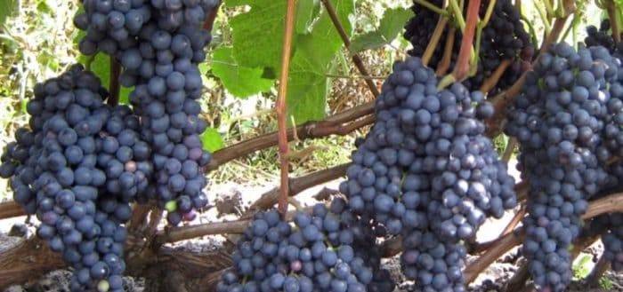5 простых способов защиты виноградника от весенних заморозков