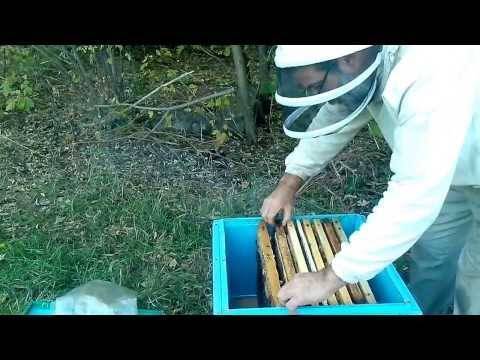 Как сделать отводок пчел | практическое пчеловодство