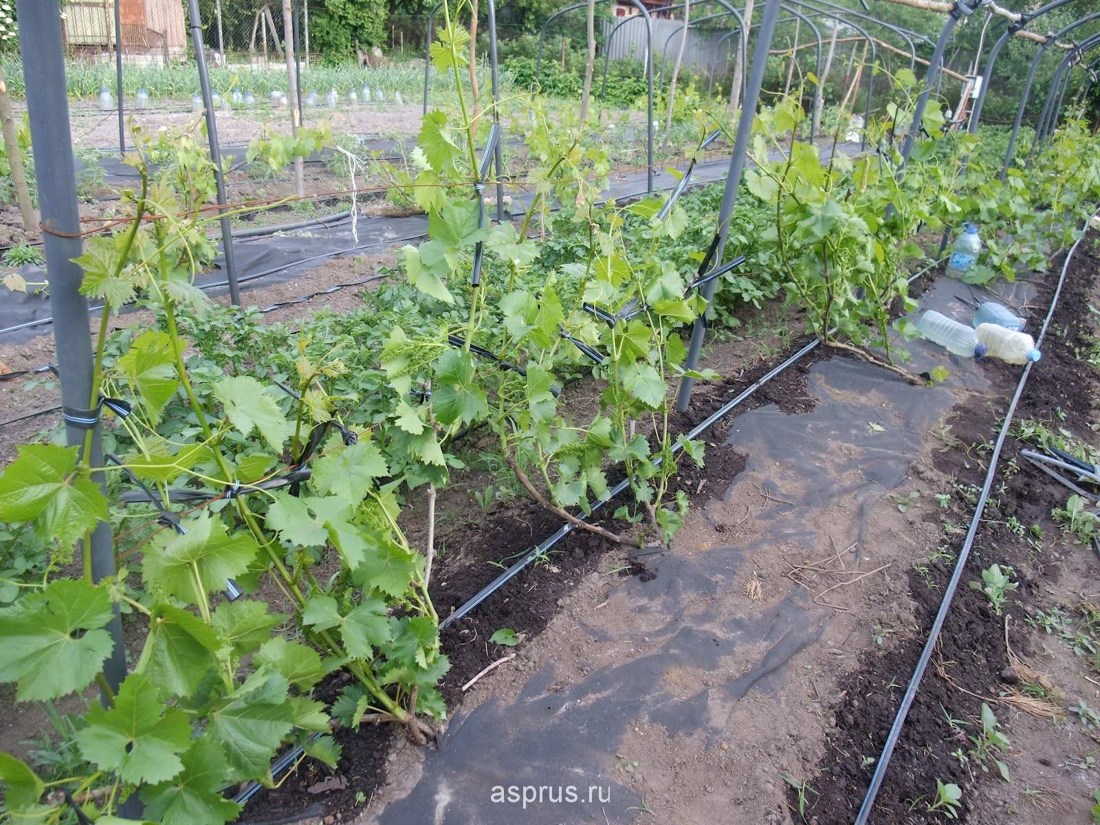 Сорт винограда амурский прорыв: описание и особенности выращивания