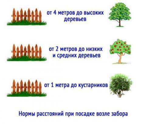 Таблица расстояний между деревьями при посадке сада и советы по планировке территории