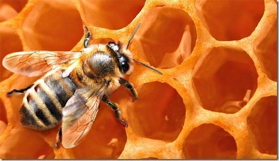 Особенности осеннего ухода за пчелами