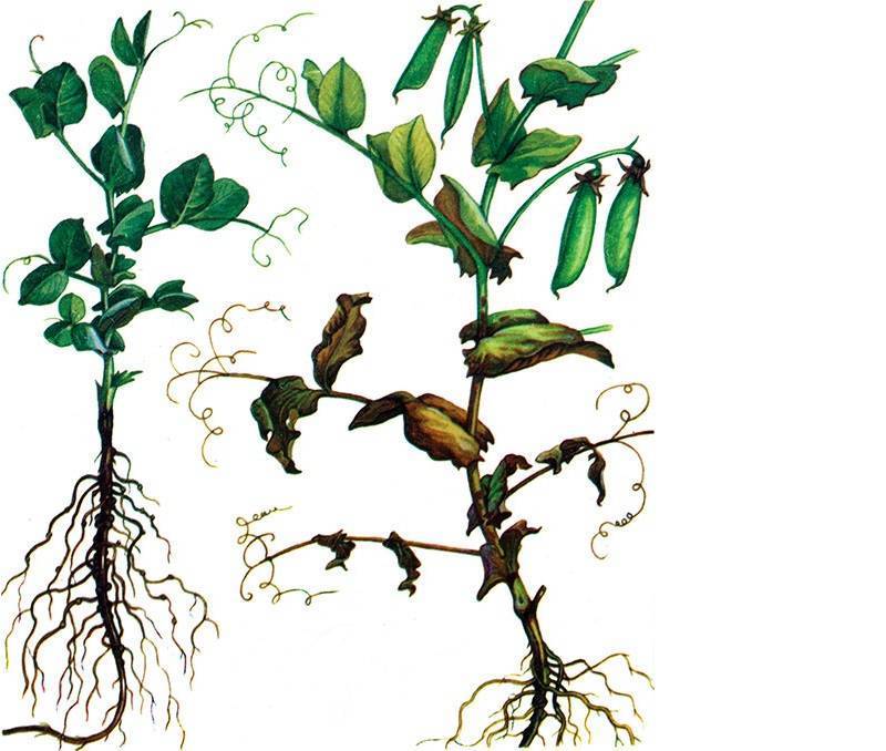 Всё о выращивании гороха: агротехника от а до я