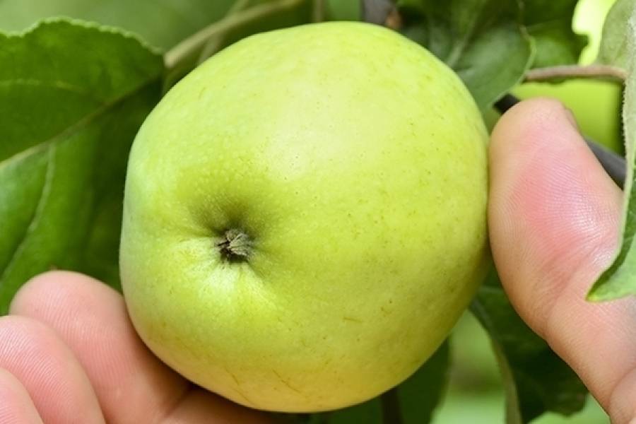 О яблоне белый налив: описание и характеристики сорта, посадка и уход